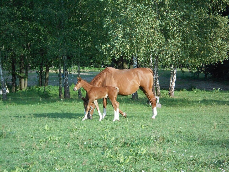 Bill to ban slaughter of horses for meat sparks debate